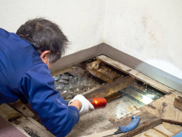 Best Toxic Mold Removal  in Hood River, OR