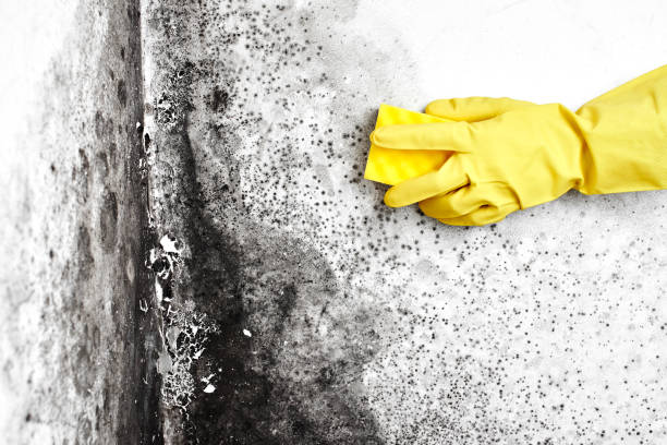 Best Mold Removal Company Near Me  in Hood River, OR