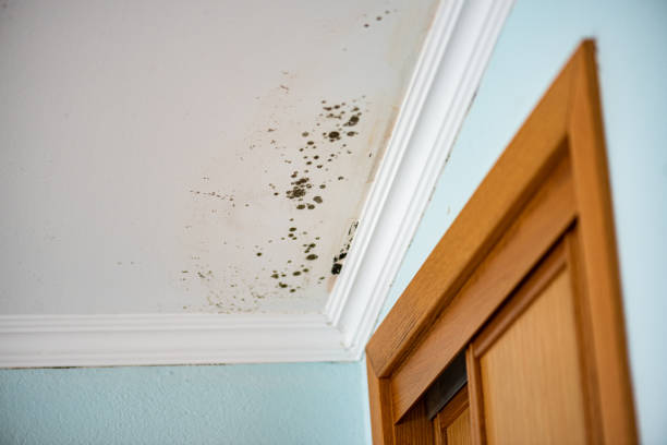 Best Local Mold Removal Service  in Hood River, OR