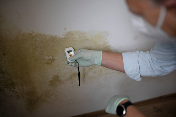 Best Professional Mold Removal  in Hood River, OR