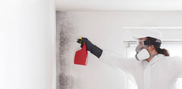 Best Attic Mold Removal  in Hood River, OR