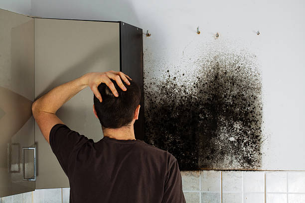 Home Mold Removal in Hood River, OR